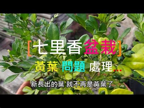 出現蛇 七里香種植禁忌